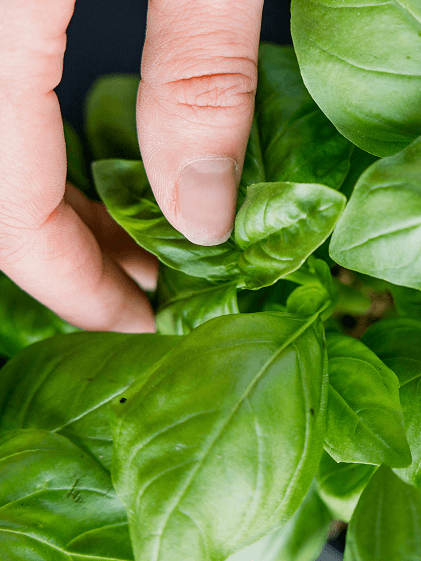 Hand-stripped basil